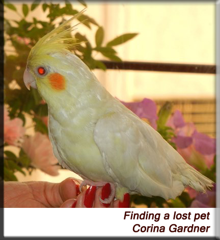 Devna Arora - Finding a lost pet